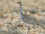 Wild Life in Balochistan