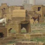 6)-Goats-in-Bhawani
